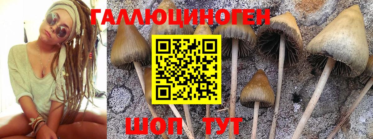 Псилоцибиновые грибы ЛСД Новоалтайск